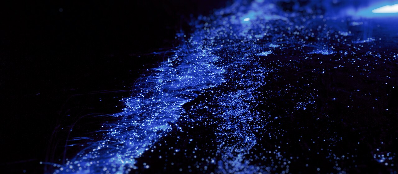 Alghe bioluminescenti