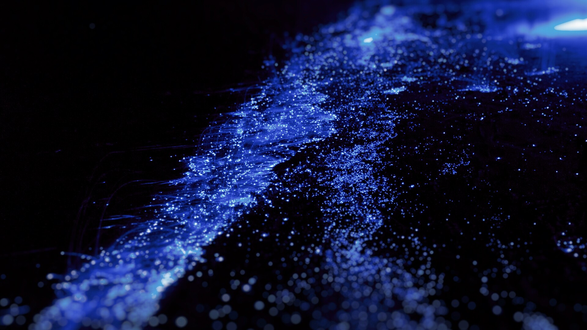 Alghe bioluminescenti