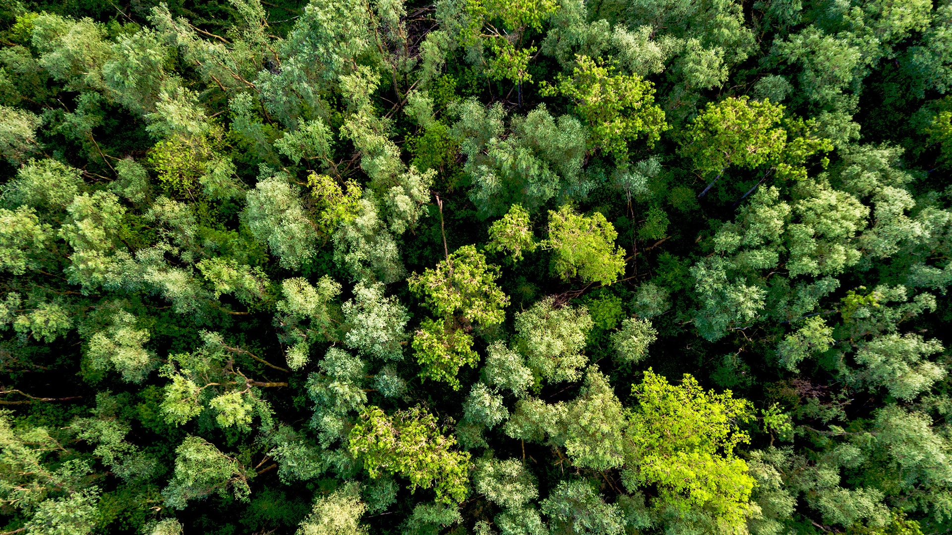 La vista dall'alto della foresta simboleggia la sostenibilità della guida autonoma di BMW
