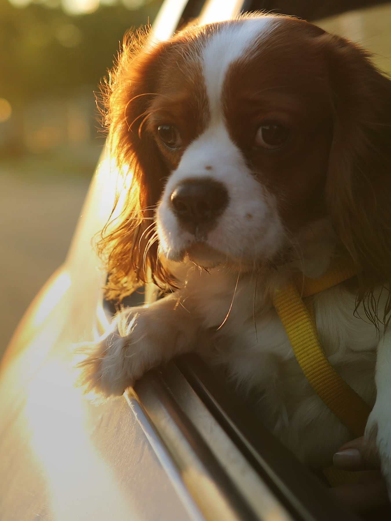 Cani e auto diventano così migliori amici