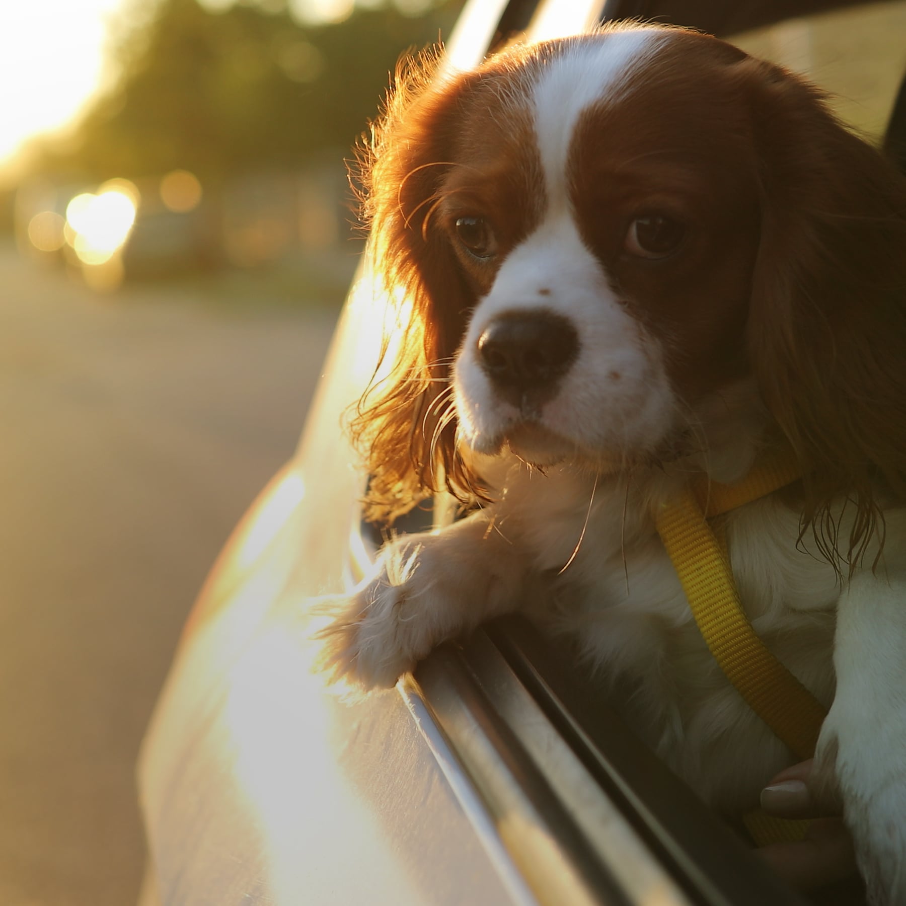 How dogs and cars become best friends
