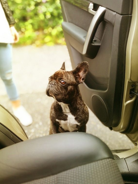 Hunde im Auto transportieren – 7 Hilfreiche Expertentipps