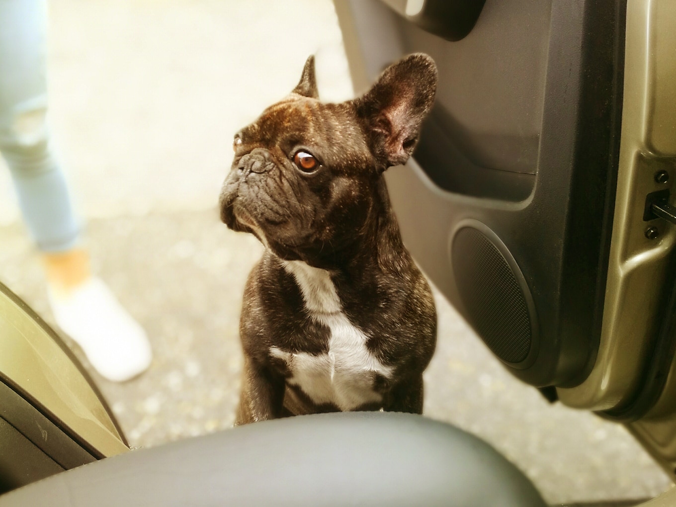 Cani in auto: si sale a bordo