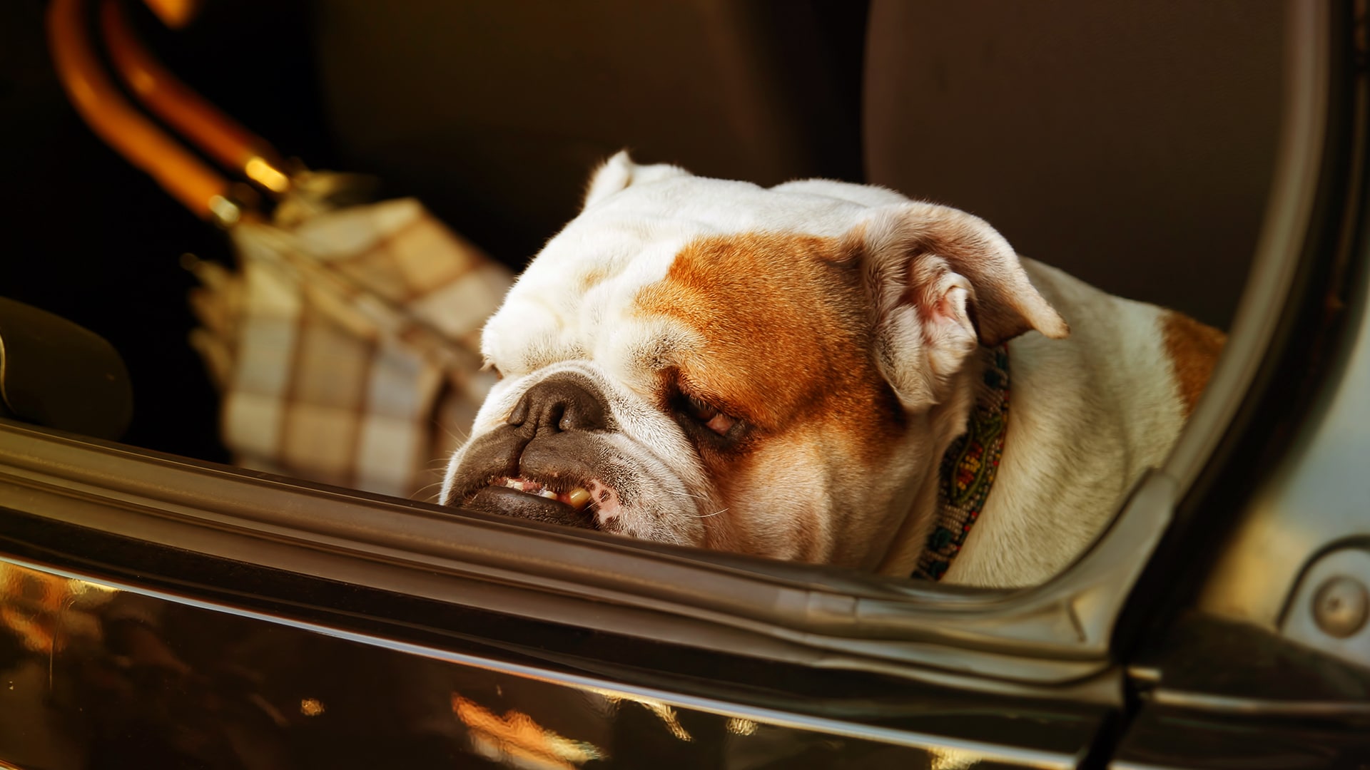 Cane in auto guardando fuori
