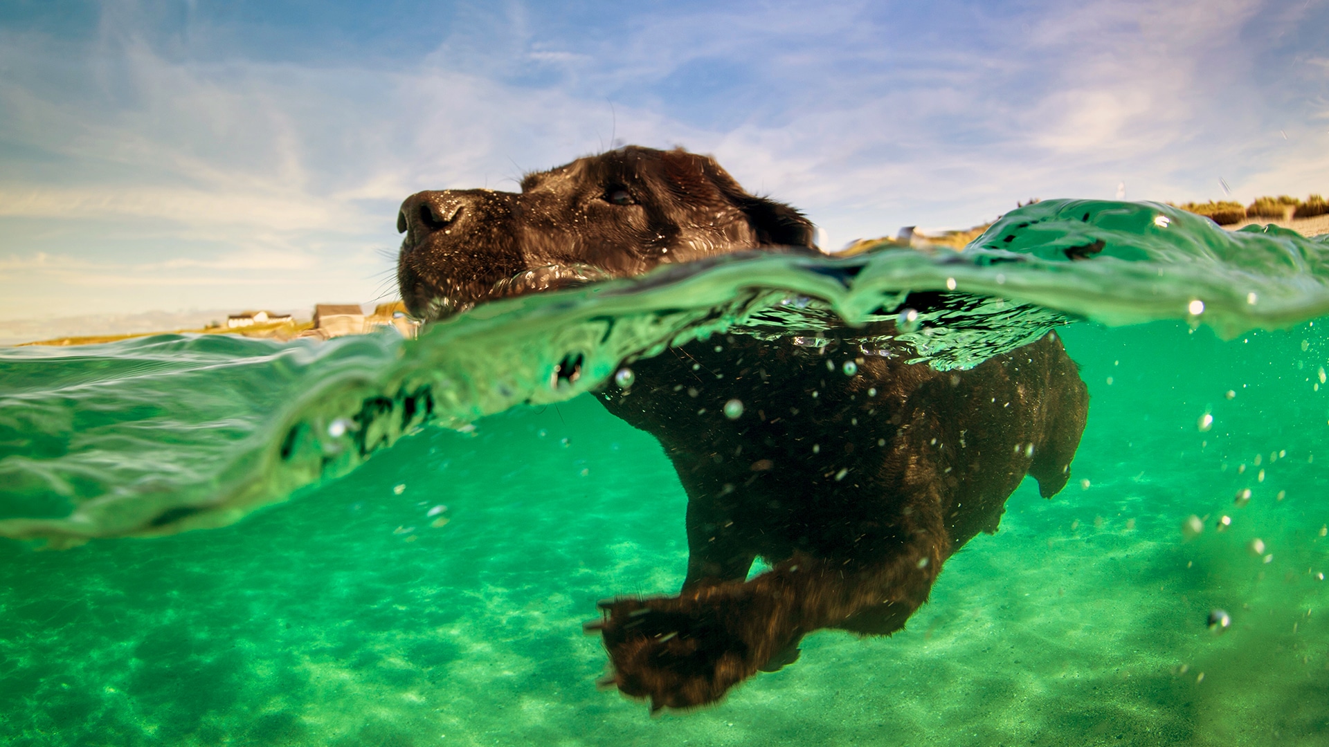 Cane nuota nel mare