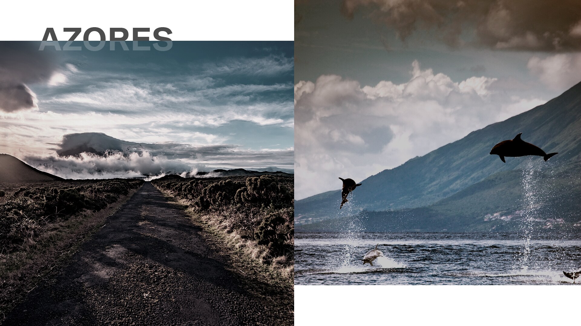 Dolphins are jumping out of the water at the Azores