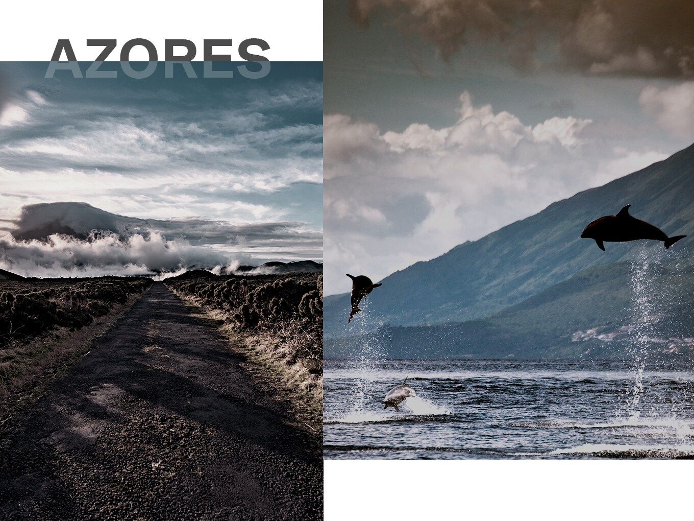 Dolphins are jumping out of the water at the Azores