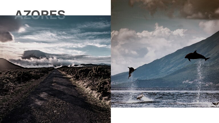Delfines saltando cerca de las Azores