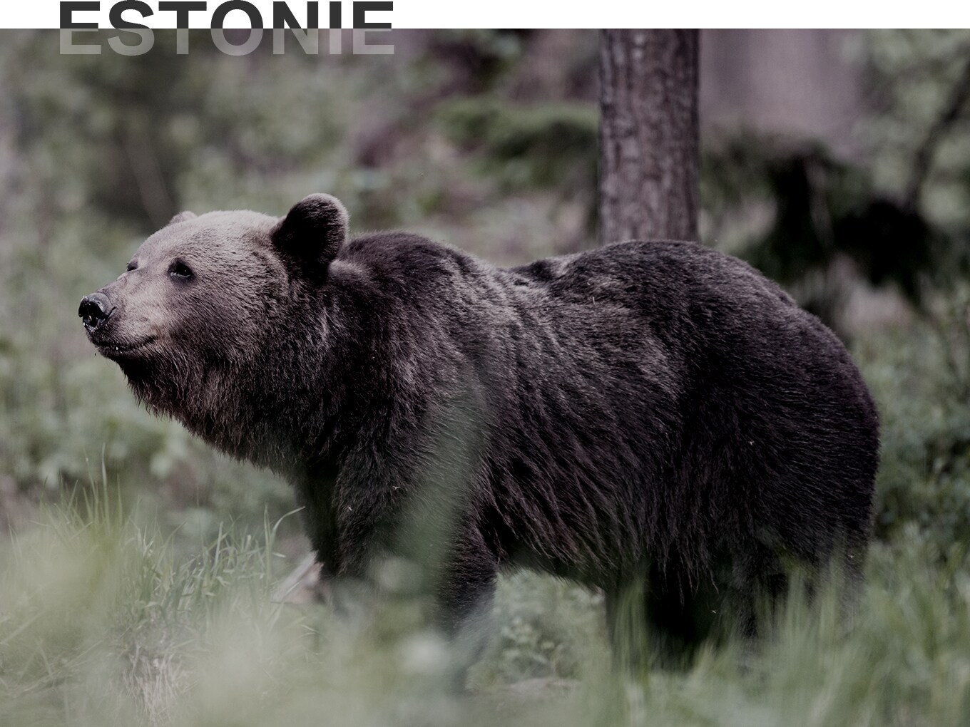 Ours dans la forêt en Estonie