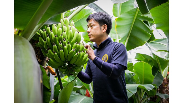 無農薬のため害虫の駆除に膨大な時間と手間がかかる。