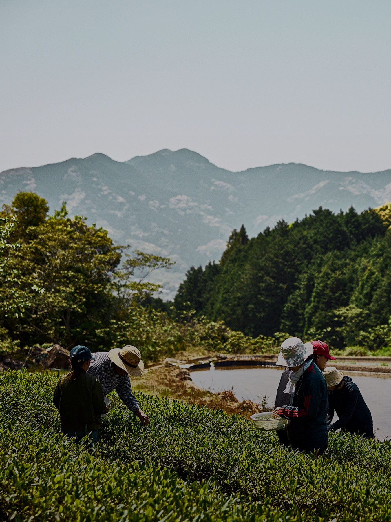 「名産地・嬉野で日本茶の真髄に触れる」