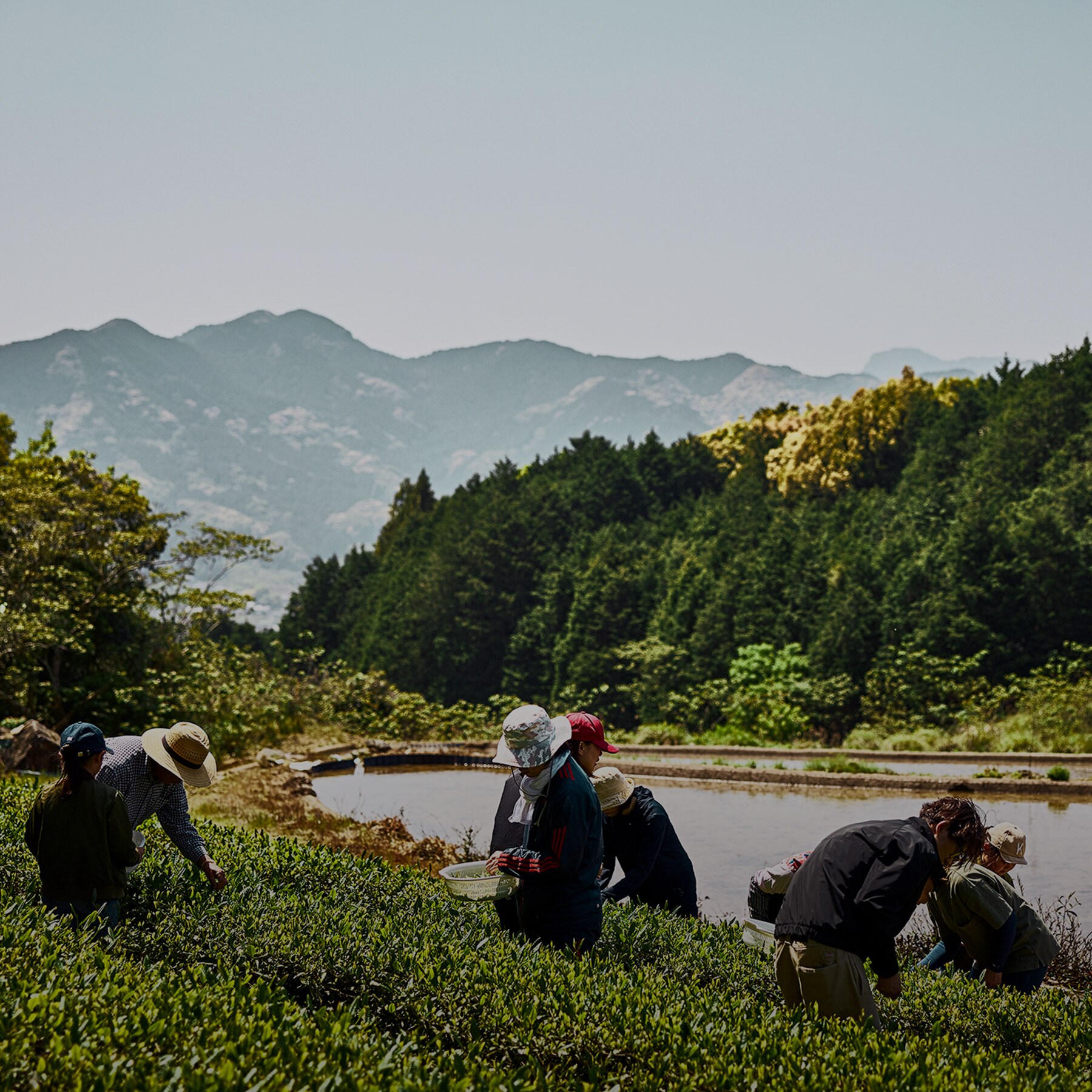 「名産地・嬉野で日本茶の真髄に触れる」