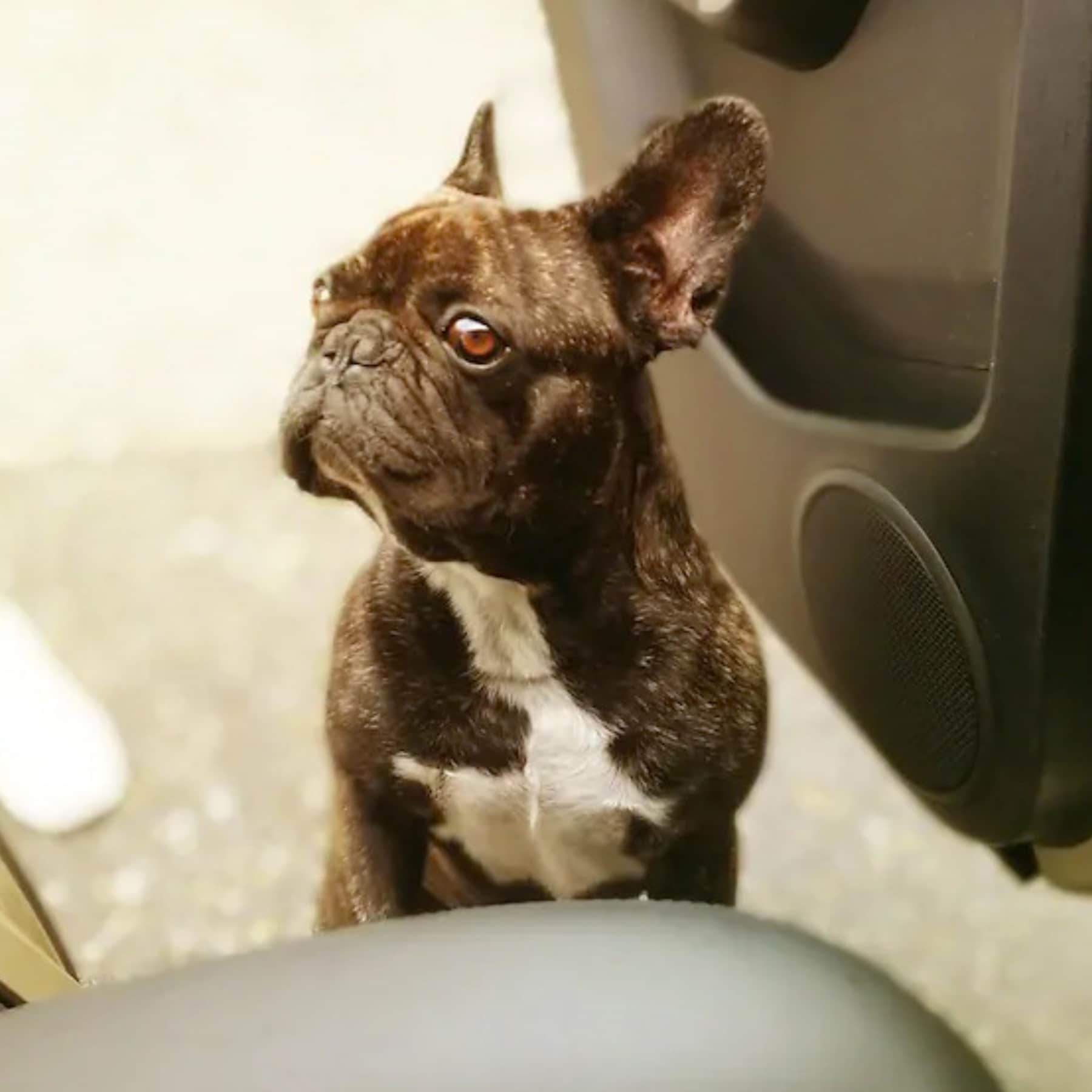 #032 Traveling with dogs done right