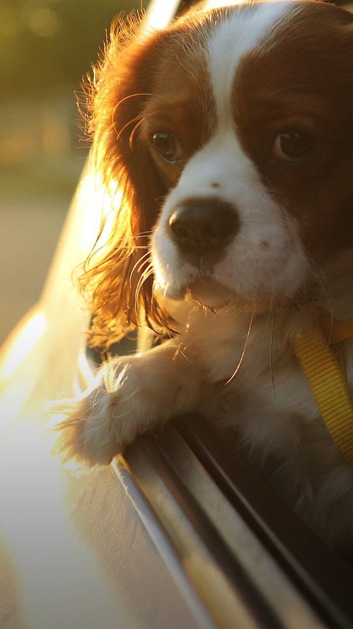 Dogs Riding In Cars 7 Helpful Tips Bmw Com Story